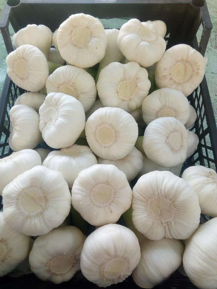 Fresh Egyptian White Garlic