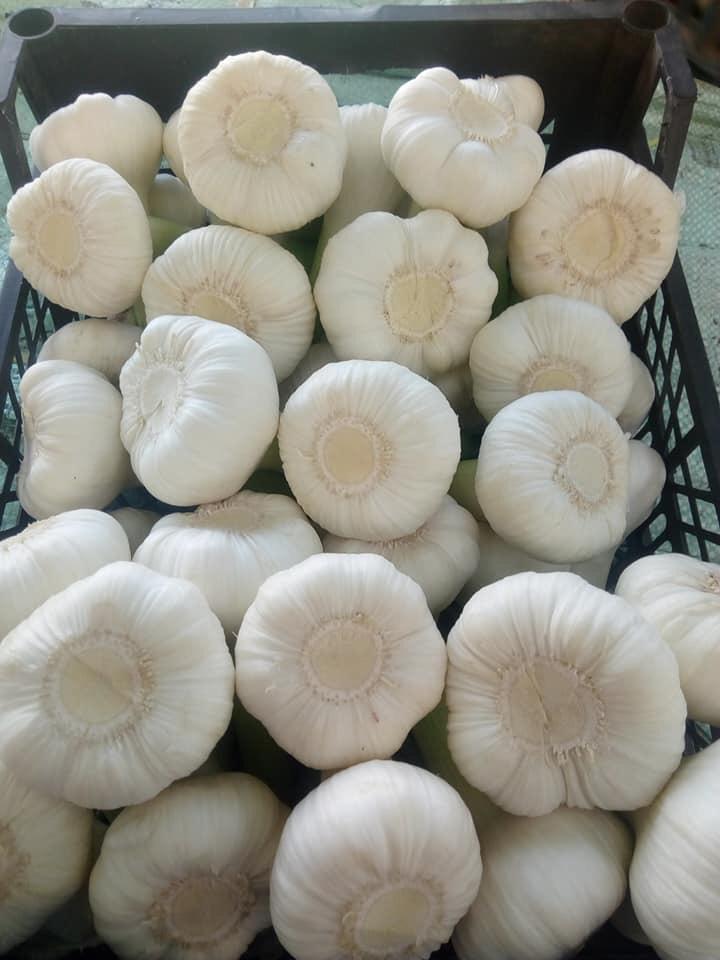 Fresh white garlic 