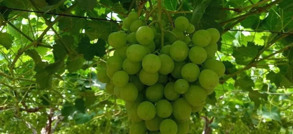 Egyptian Esperor Grapes