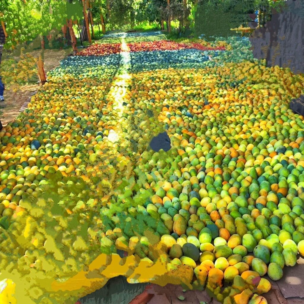EGYPTIAN MANGO - Image 2