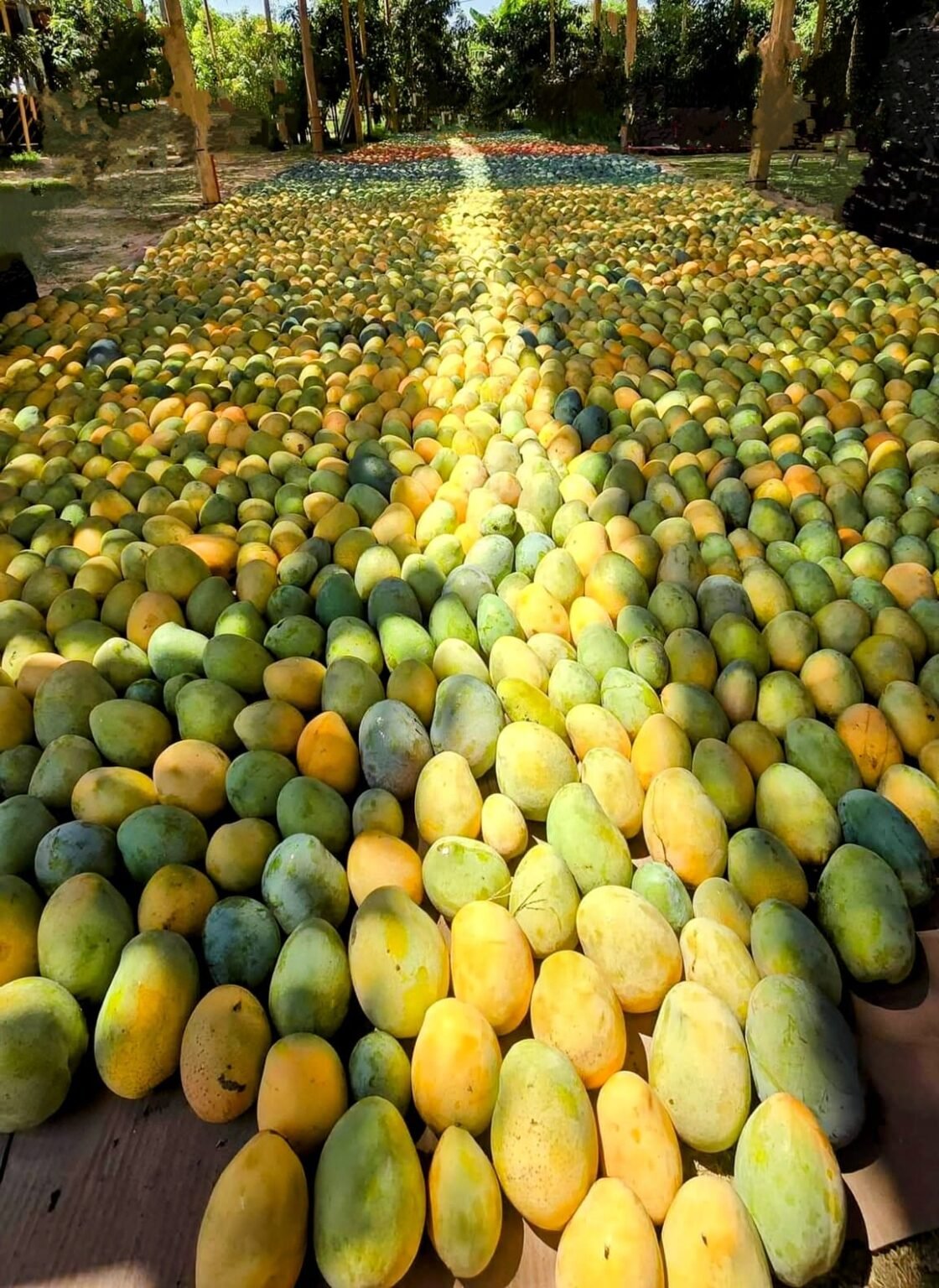 EGYPTIAN MANGO