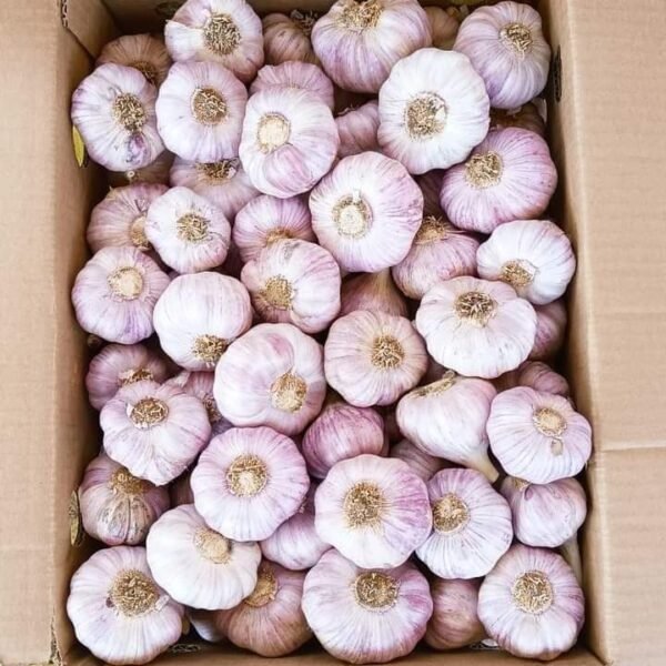 RED GARLIC