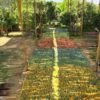 EGYPTIAN MANGO - Image 3