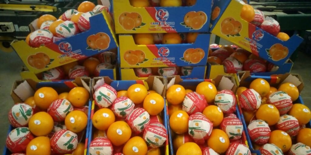 NAVEL ORANGE - Image 2
