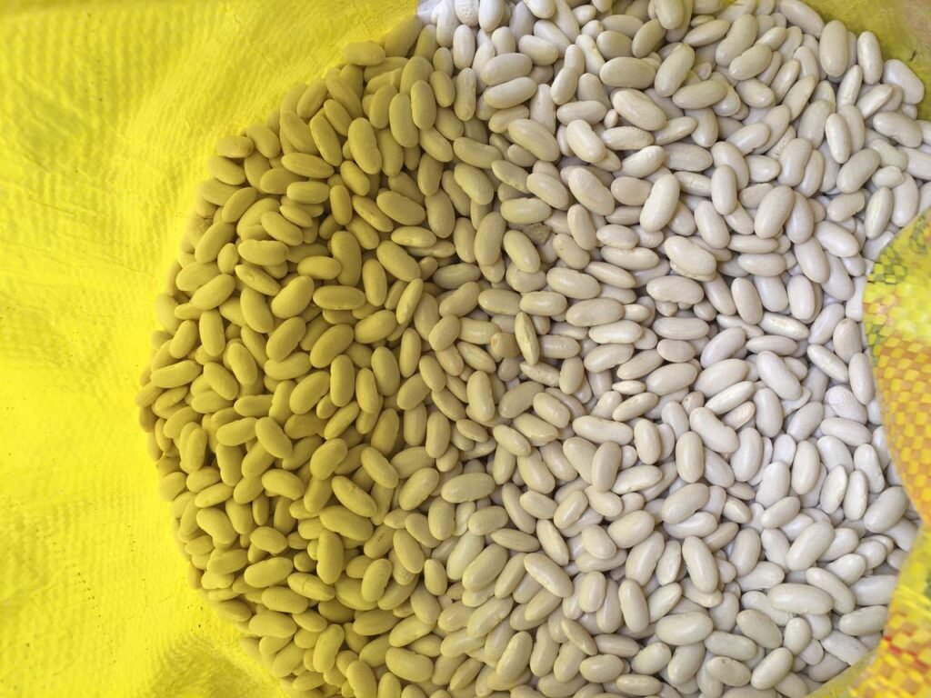 EGYPTIAN WHITE BEANS - Image 2
