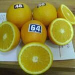 WhatsApp Image 2024 08 19 at 10 17 14 PM 150x150