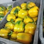 WhatsApp Image 2024 08 19 at 10 25 56 PM 150x150